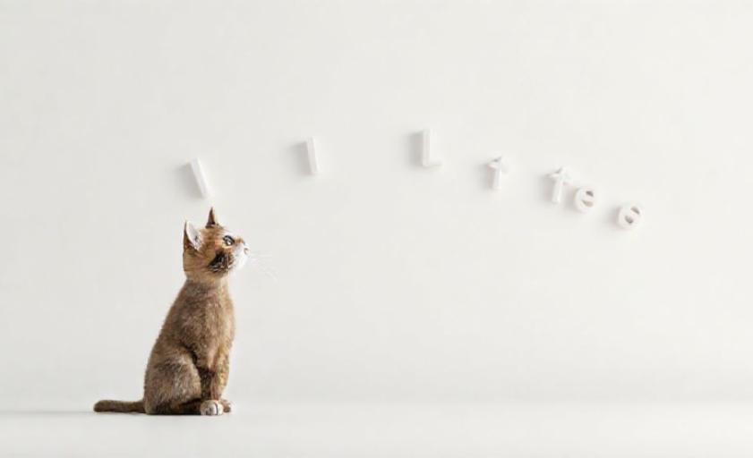 Английский с вашим питомцем: 5 слов, которые запомнит даже кот